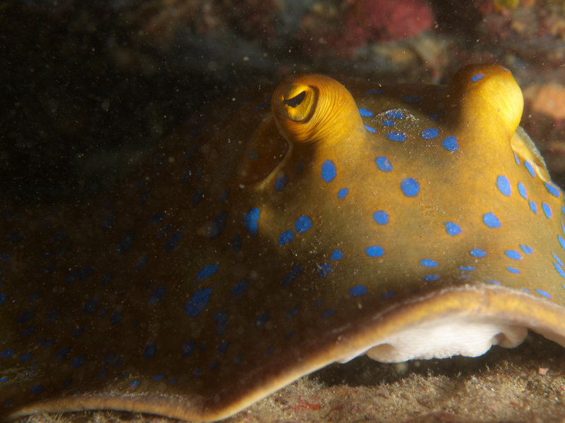 Blue spotted fan tail ray
